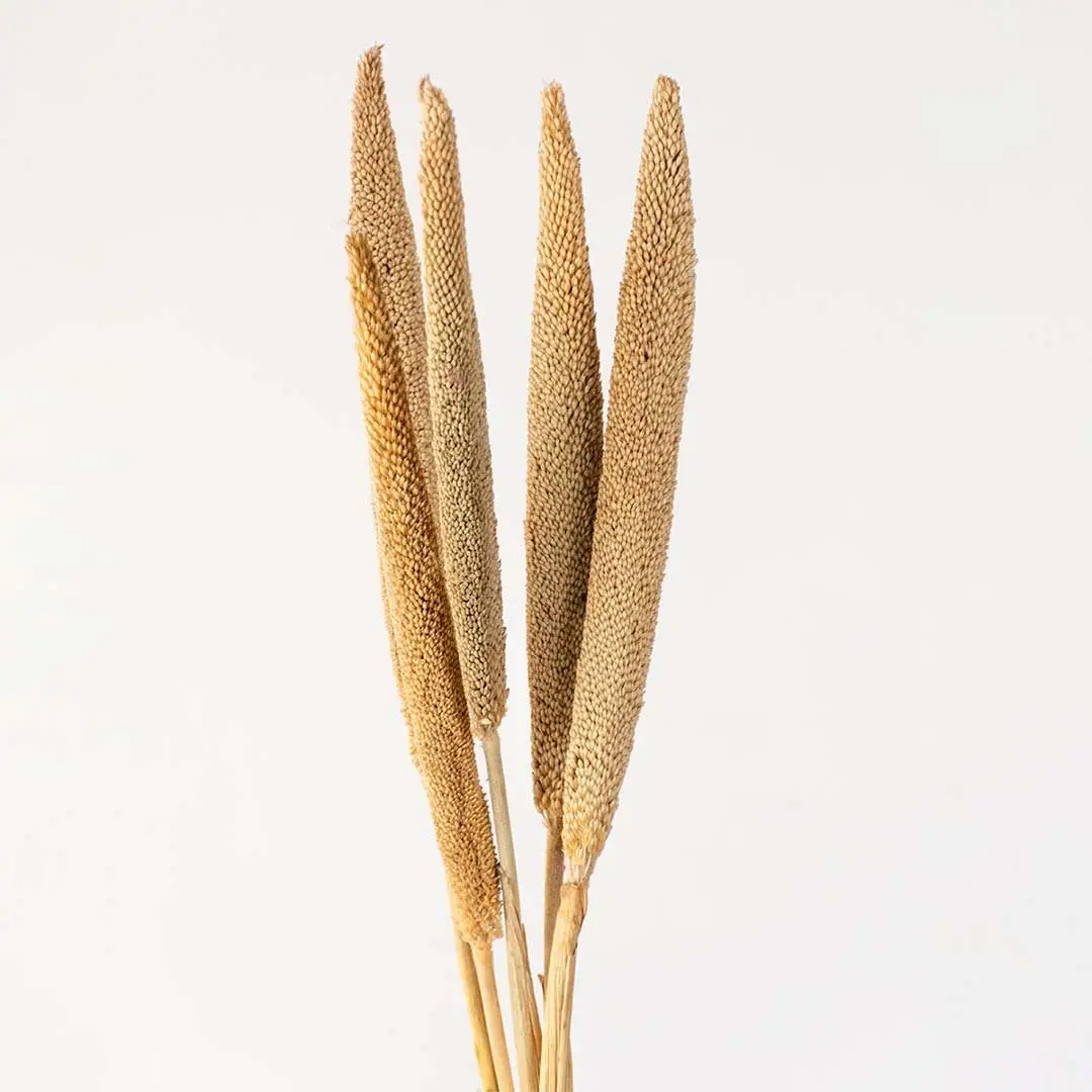 Dried pampas grass closeup highlighting natural golden texture and soft plume detail for minimalist home decor styling.