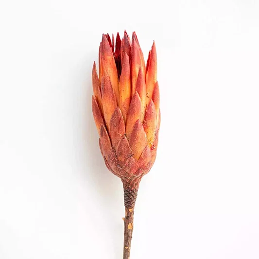 A large orange and red dried protea flower stem isolated on white background for exotic luxury mantel floral styling.