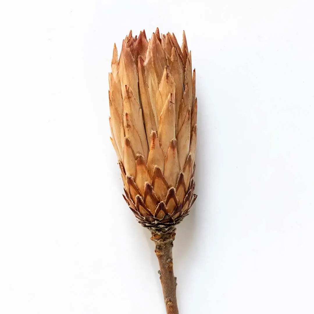 Closeup of beige dried protea flower with layered petals creating a bold natural accent for warm rustic home styling.
