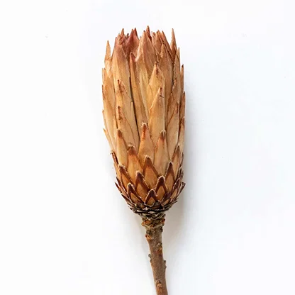 Closeup of beige dried protea flower with layered petals creating a bold natural accent for warm rustic home styling.