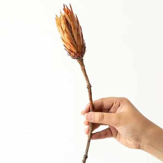 Hand holding a natural brown dried protea flower bud stem for rustic farmhouse tabletop vase decor on white backdrop.