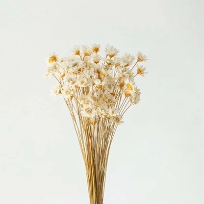 Closeup of dried white flower head with soft petals showcasing its natural texture for minimal rustic home styling.