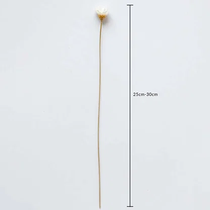 Dried white flower stem shown with 25cm to 30cm height measurement for accurate placement in decorative arrangements.
