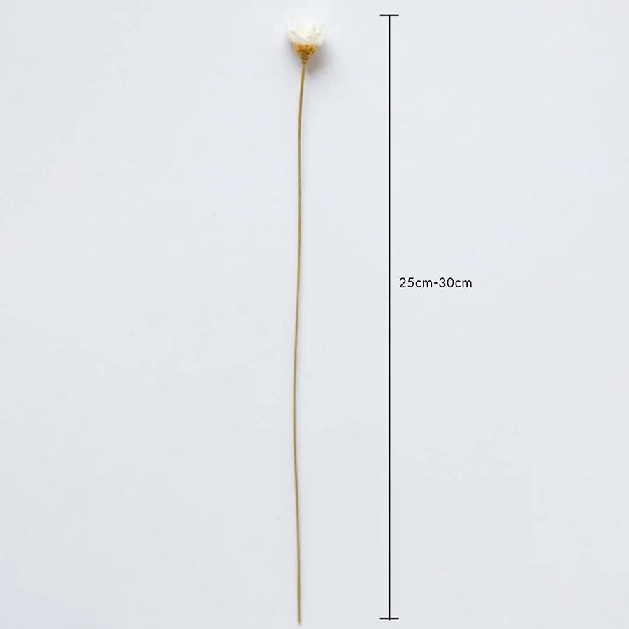 Dried white flower stem shown with 25cm to 30cm height measurement for accurate placement in decorative arrangements.