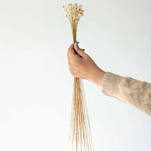 Hand holding a delicate natural beige dried grass stems bunch for minimalist modern bedroom vase decor on white backdrop.