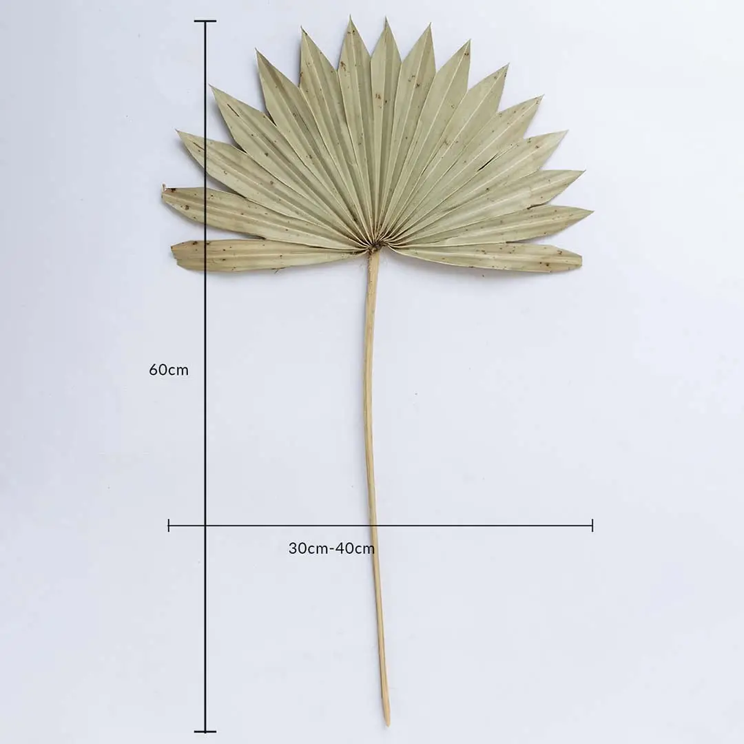 Beige dried palm leaf on a white background with 60cm height and 30 to 40cm width for natural home decor use.