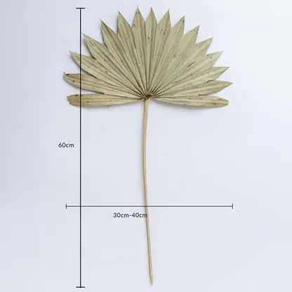 Beige dried palm leaf on a white background with 60cm height and 30 to 40cm width for natural home decor use.