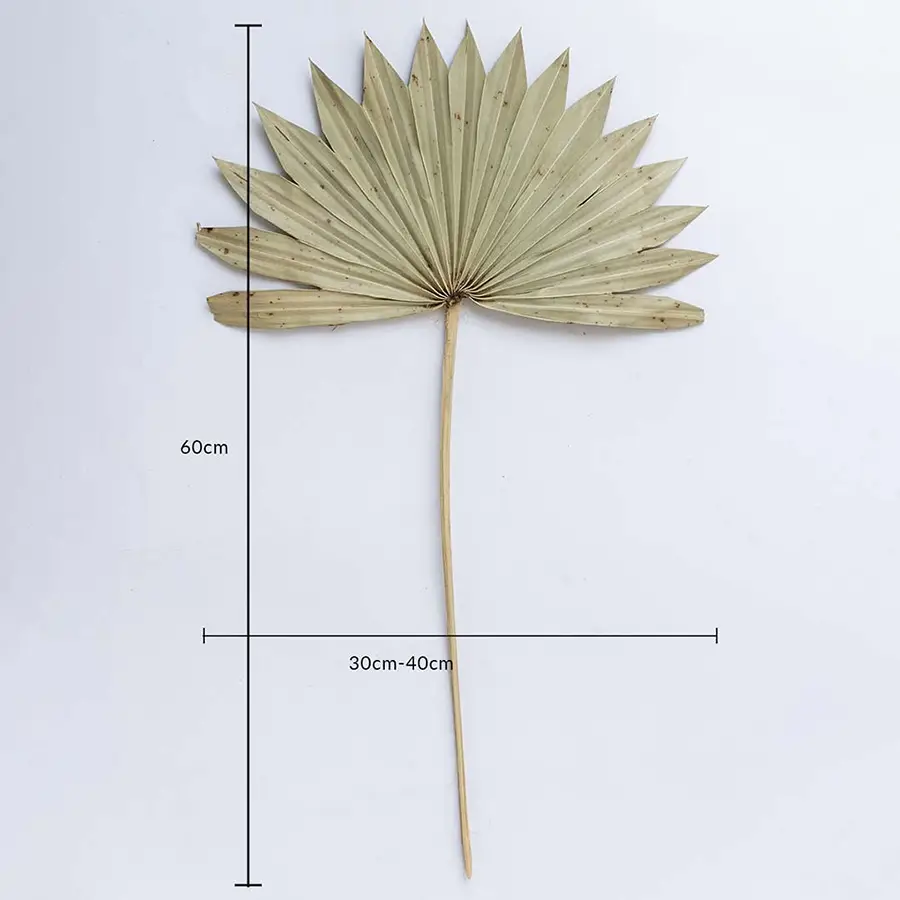 Beige dried palm leaf on a white background with 60cm height and 30 to 40cm width for natural home decor use.