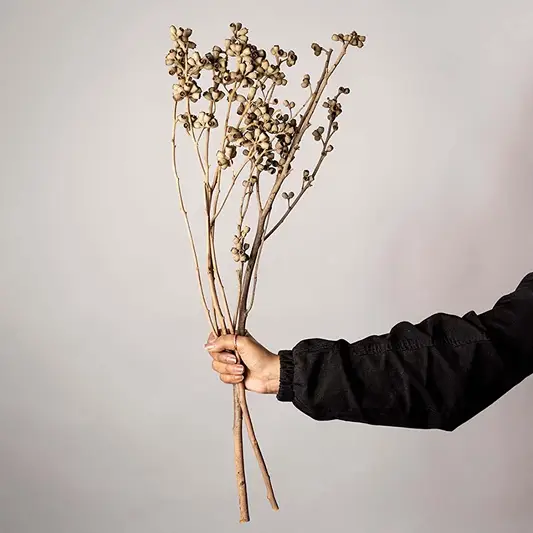Natural dried brown seed pod stems displayed on a white background showcasing rustic textured botanical decor ideal for vases and modern home styling.