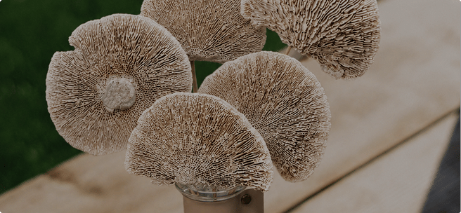 Dried Botanicals