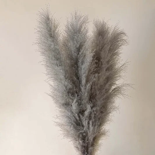 Closeup of fluffy grey dried pampas grass stalks bundle for luxury minimalist bohemian living room vase decoration backdrop.