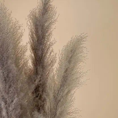 Closeup view of grey pampas grass plumes showing soft fluffy texture and natural look for modern home decoration.