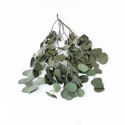 Closeup of dark green dried eucalyptus leaves showing detailed rounded texture perfect for natural home decoration.