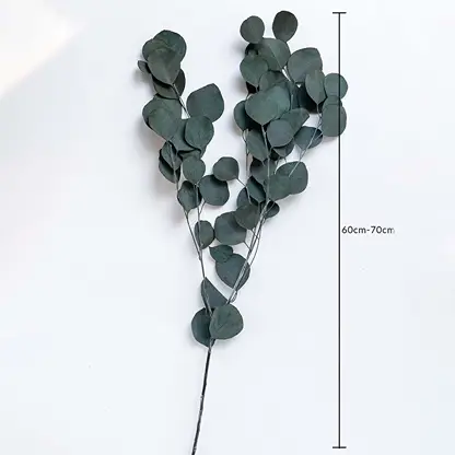 Dark green dried eucalyptus stems on white background with 60 to 70cm height shown for natural home decor use.