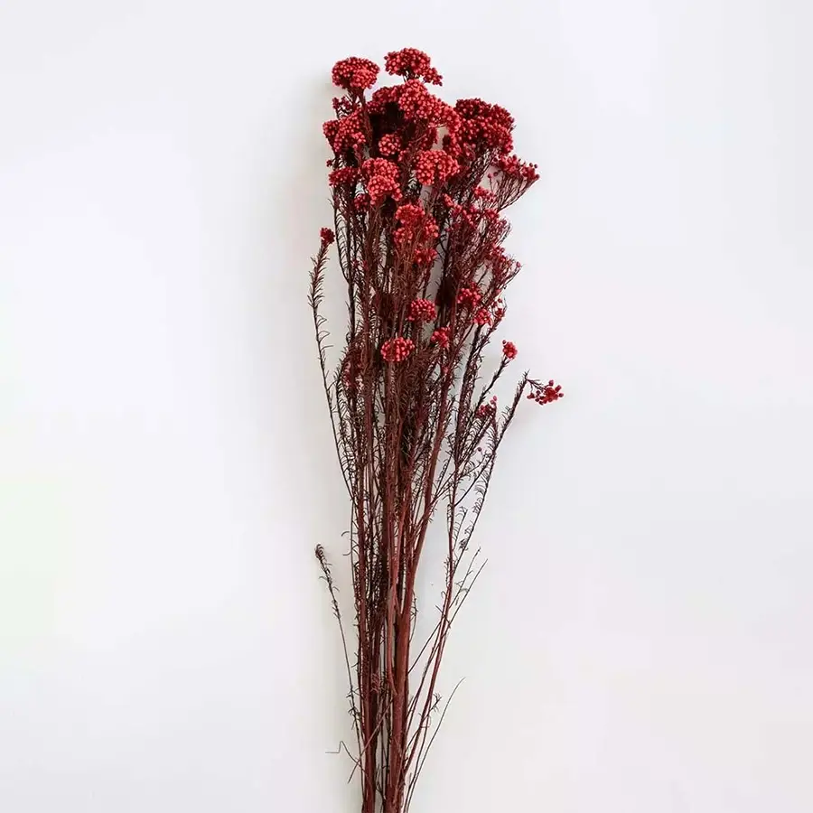 Minimal red dried statice flower stems shown on clean white background elegant dried flower bunch for home decor.