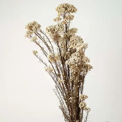 Closeup of brown dried gypsophila bouquet preserved natural flowers lifestyle decor on light white background.