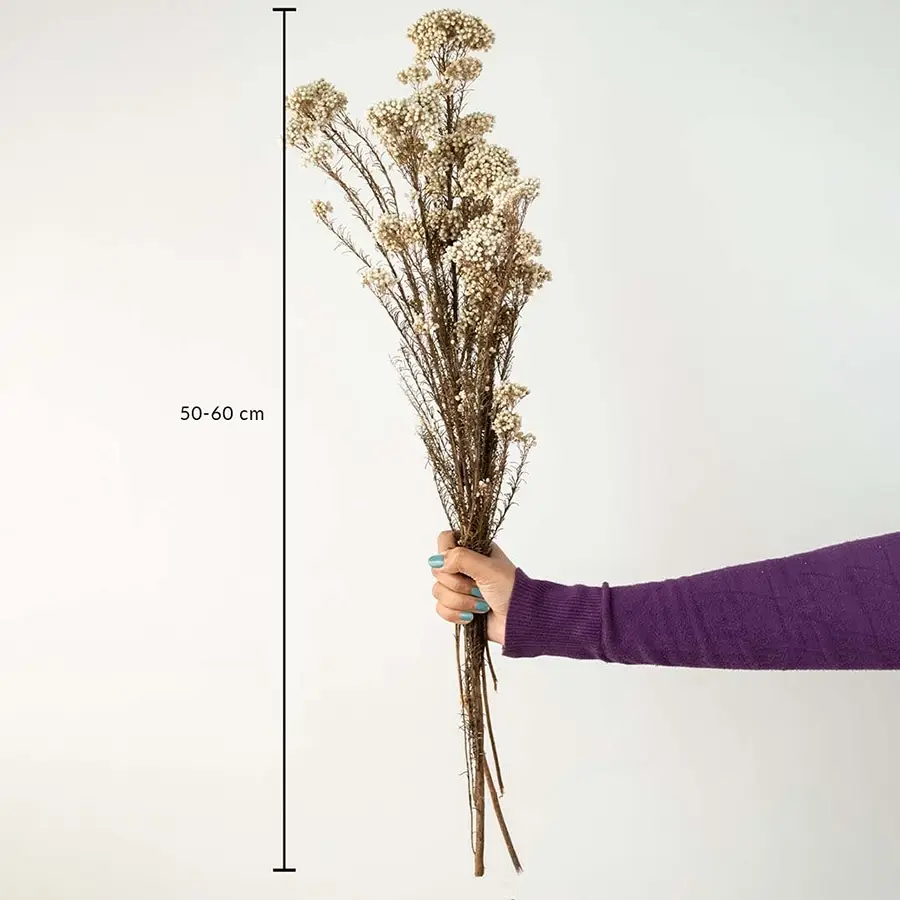 Brown dried gypsophila bouquet preserved flowers 50-60 cm lifestyle decor shown with size on white background.