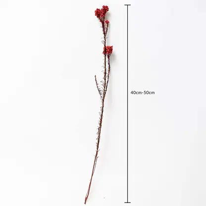 Red dried statice flower stem 40-50cm length displayed on white background for size dimension floral decor accent.