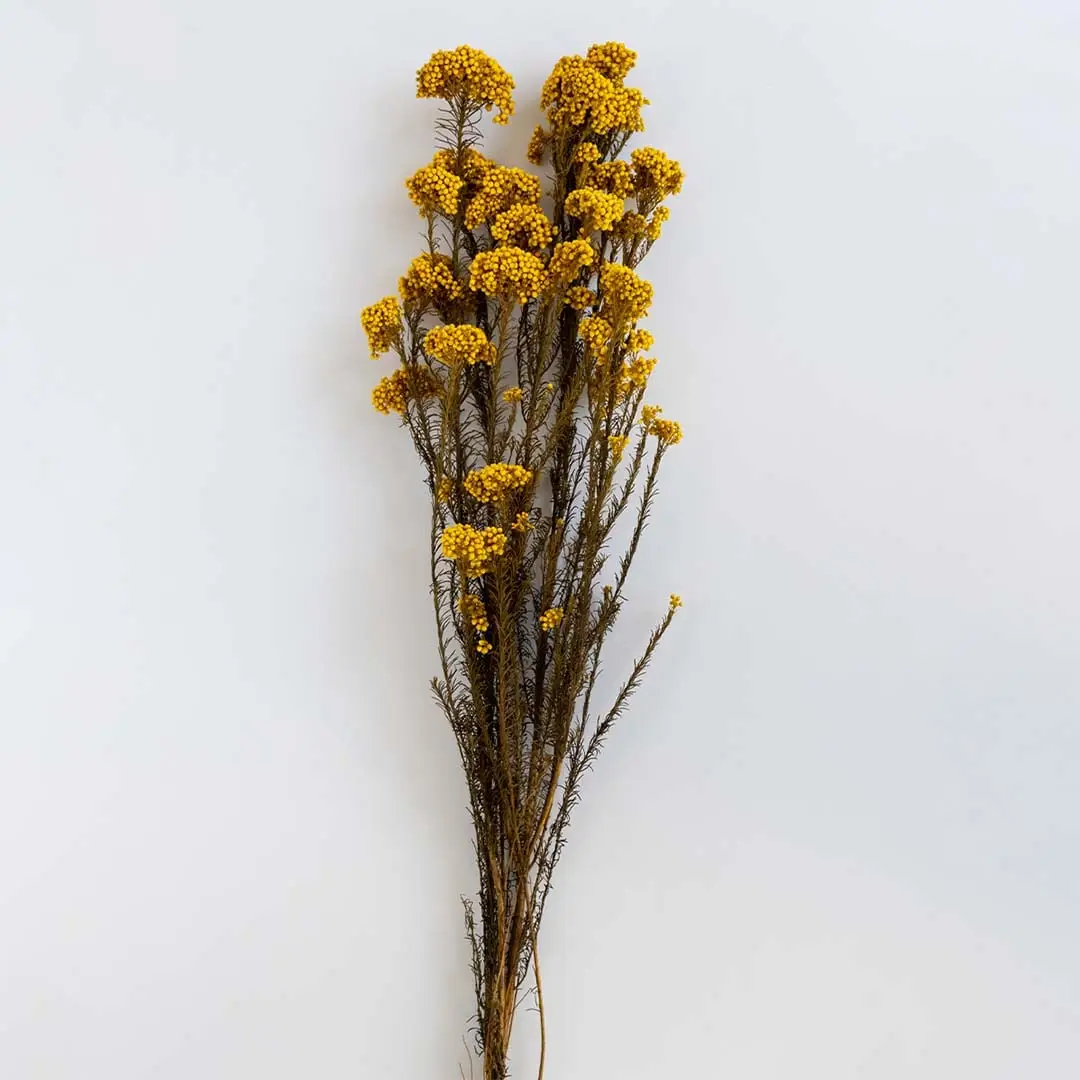 Minimal yellow dried statice flower stems arranged in decorative ceramic vase shown against clean white background.