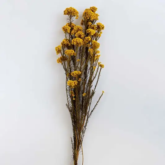 Minimal yellow dried statice flower stems arranged in decorative ceramic vase shown against clean white background.