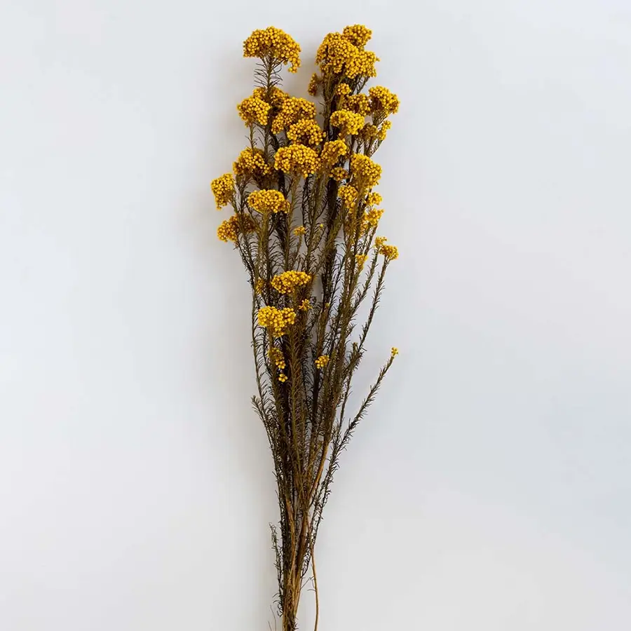 Minimal yellow dried statice flower stems arranged in decorative ceramic vase shown against clean white background.