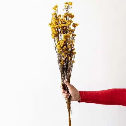 Hand holding a bundle of mustard yellow dried button flower stems for rustic farmhouse tabletop vase on white backdrop.