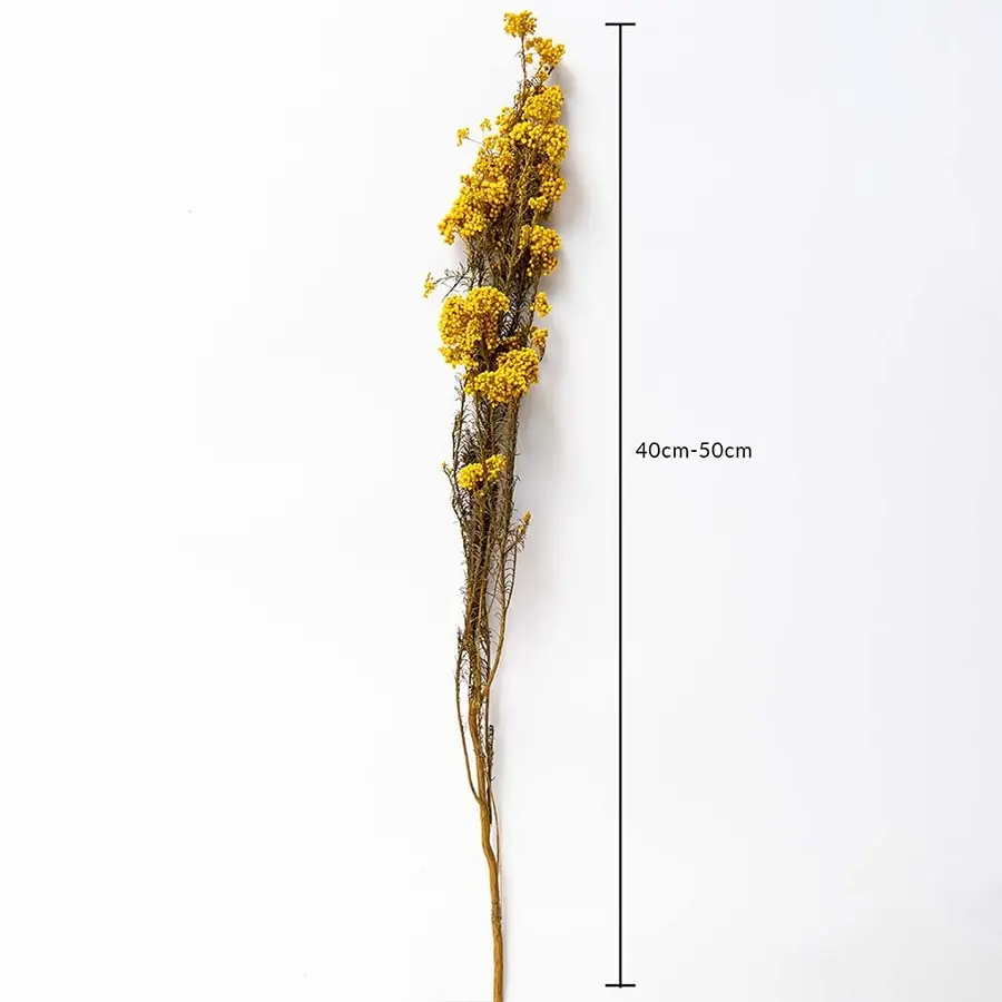 Yellow dried statice flower stem 40-50cm length displayed on white background for size dimension dried floral decor.
