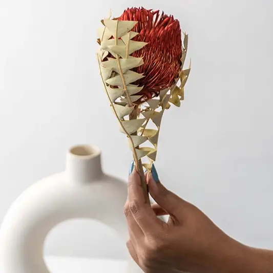 Hand holding rustic red dried banksia flower pod stem near white donut ceramic vase for home decor on white backdrop.