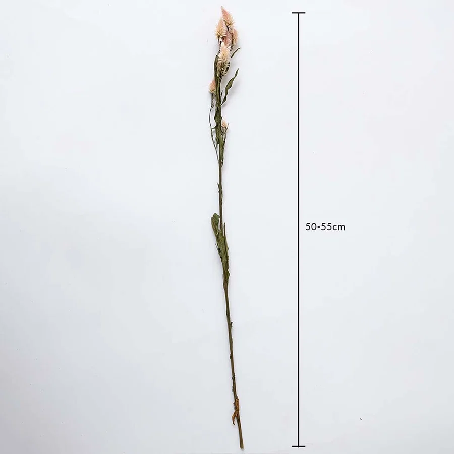 Dried flower featuring a long single stem shown with a height of 40 cm displayed on a clean background creating a minimal natural décor accent ideal for modern and simple styling.