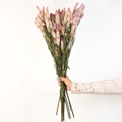 Hand holding a light pink and white dried celosia cockscomb flower bouquet for elegant boho room styling on white backdrop.
