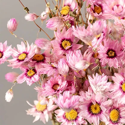 A detailed closeup of pink dried flowers showing the layered petals soft textures and natural color variations for a clear view of the floral design.