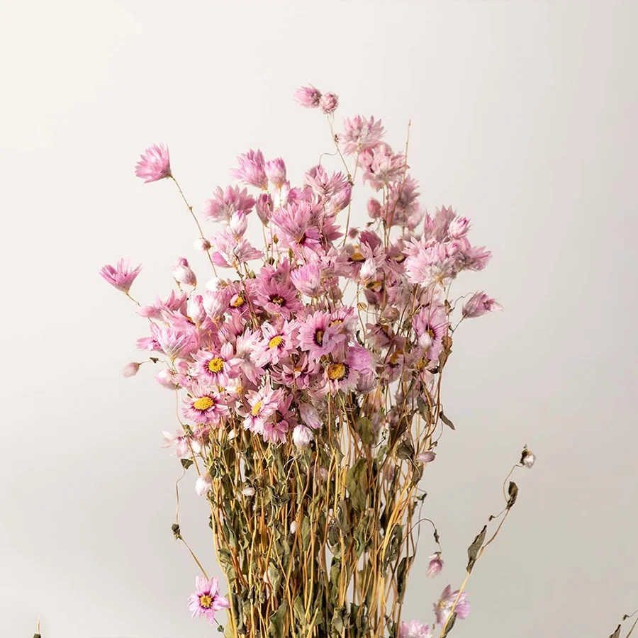 Closeup of pink dried flowers arranged together creating a fuller dense grouping that highlights the rich textures and natural tones in one frame.