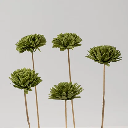 Set of multiple green chrysanthemum stems with natural texture ideal for vase decoration floral arrangements and home styling.