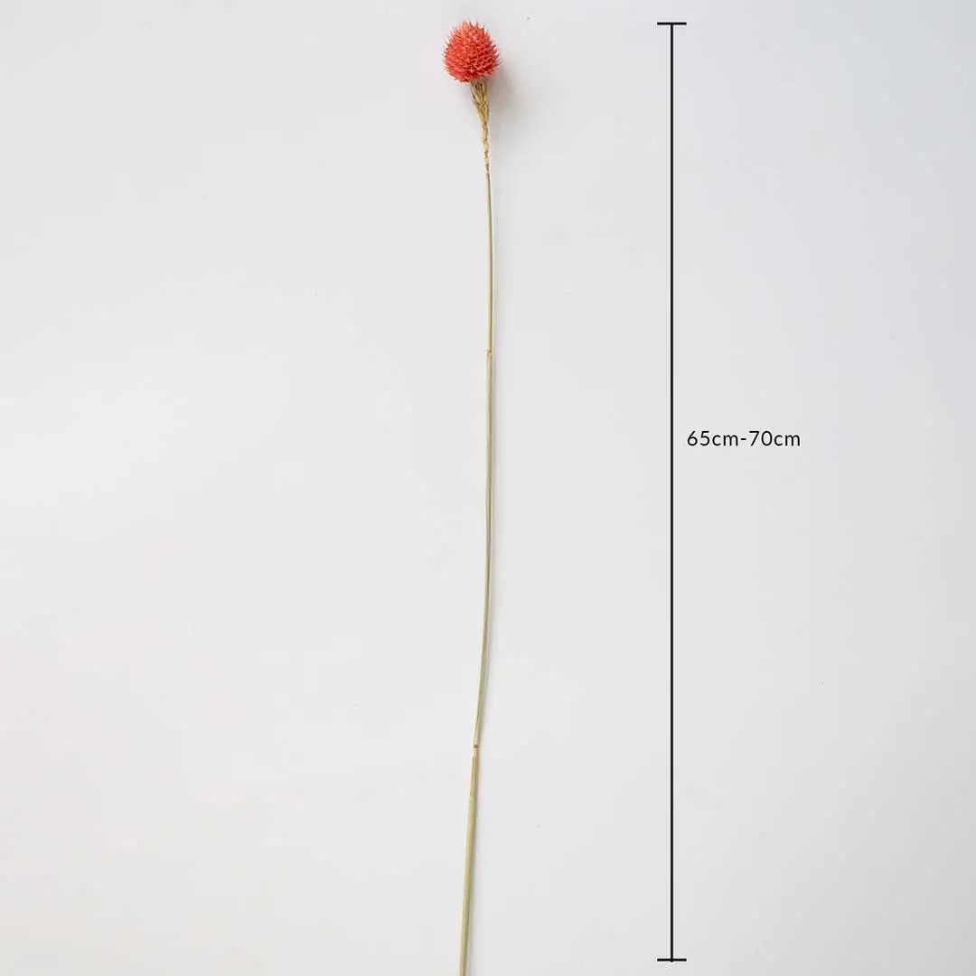 Coral dried flower stem on a white background with 65 to 70cm height shown for natural decorative home use.