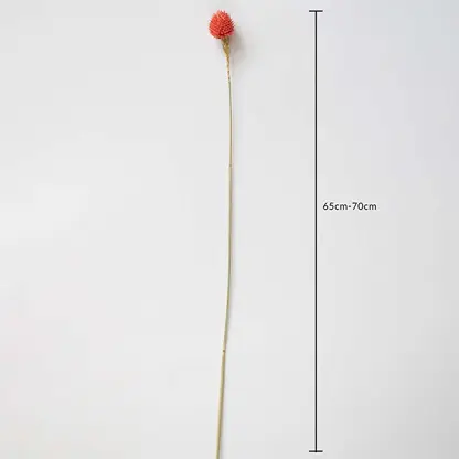 Coral dried flower stem on a white background with 65 to 70cm height shown for natural decorative home use.
