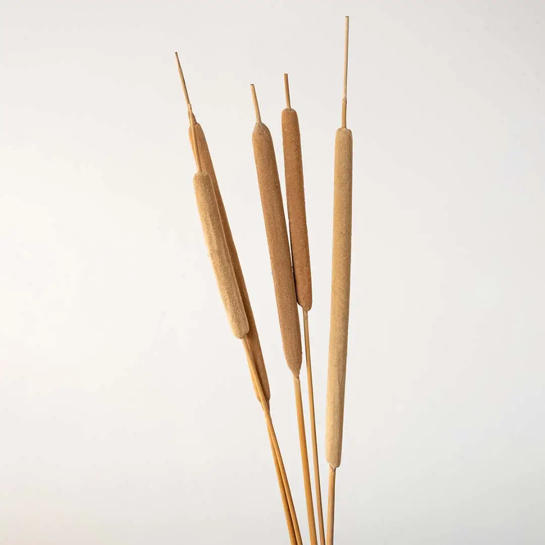 Natural beige dried bulrush cattail stems standing together for a rustic country style farmhouse tabletop vase display.