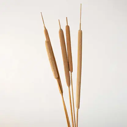 Natural beige dried bulrush cattail stems standing together for a rustic country style farmhouse tabletop vase display.