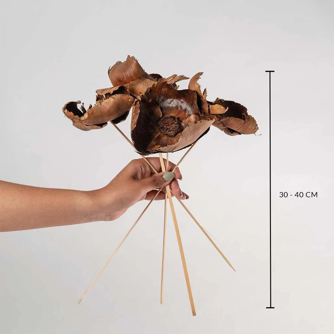 Hand holding natural brown dried woody pod flower stems showing a thirty five to forty centimeter height chart on backdrop.