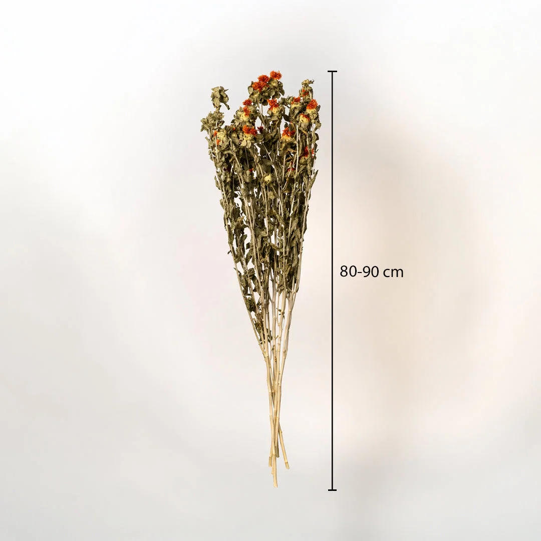 Rustic dried wildflower bouquet featuring orange strawflower buds showing a sixty centimeter height measurement chart.