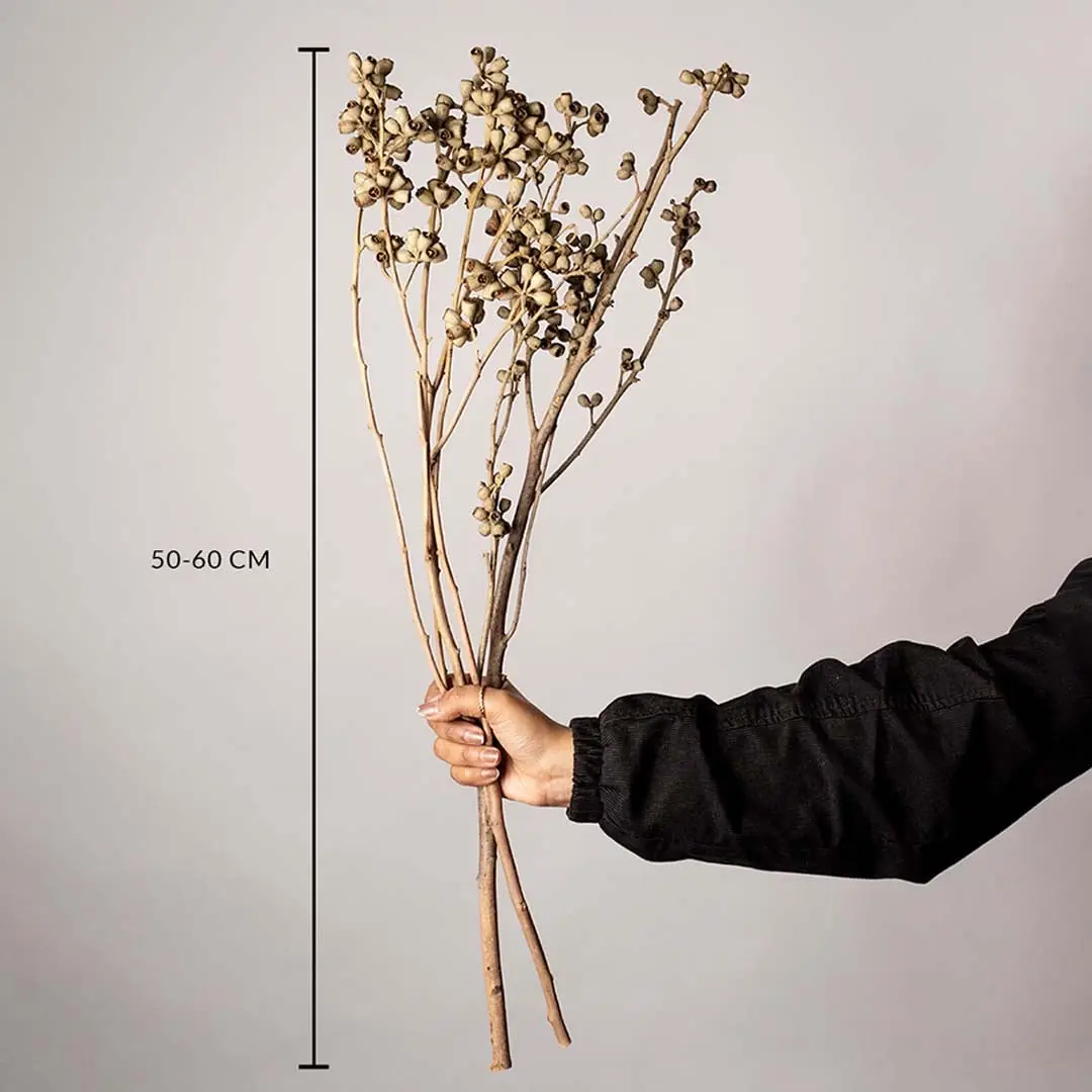 Natural dried brown seed pod stems measured at 50 to 60 cm shown on a white background highlighting their tall rustic botanical style for interior vase decor.
