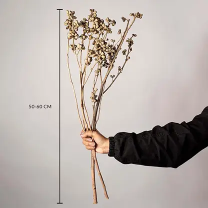 Natural dried brown seed pod stems measured at 50 to 60 cm shown on a white background highlighting their tall rustic botanical style for interior vase decor.