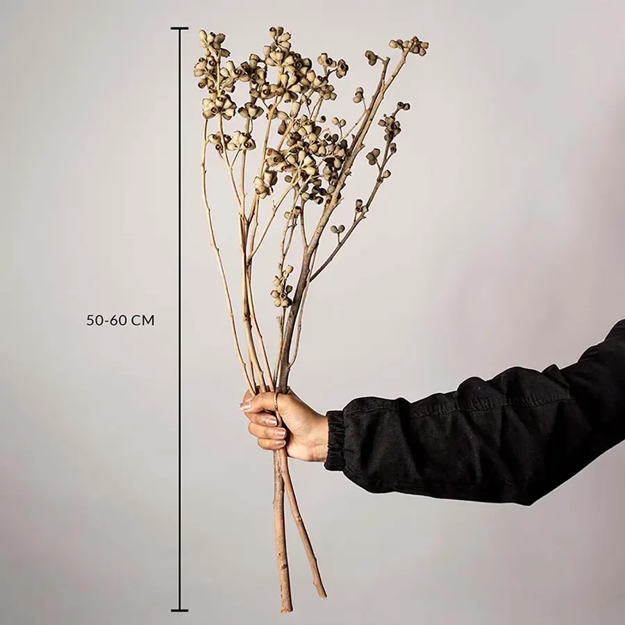 Natural dried brown seed pod stems measured at 50 to 60 cm shown on a white background highlighting their tall rustic botanical style for interior vase decor.