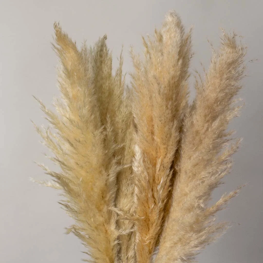 Closeup of fluffy natural beige dried pampas grass stalks bundle for luxury bohemian interior floral vase decoration.