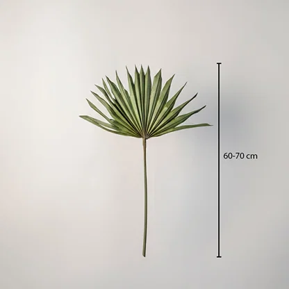 A single natural green dried palm sun fan leaf stem showing a forty to fifty centimeter height chart on white backdrop.