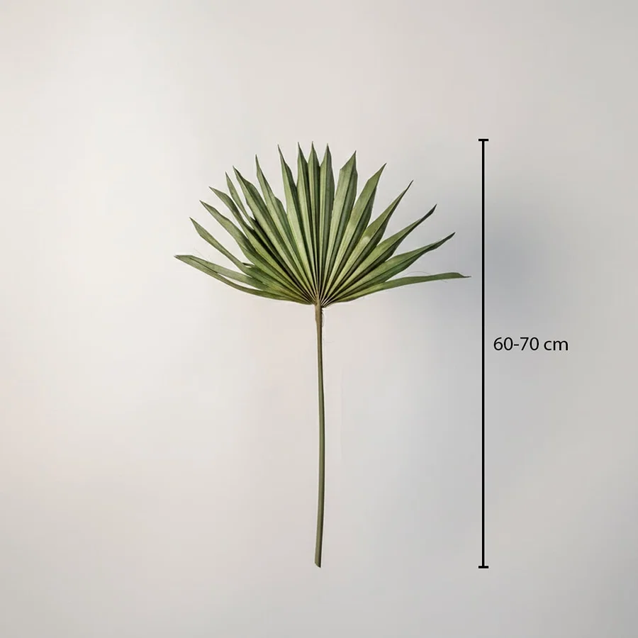 A single natural green dried palm sun fan leaf stem showing a forty to fifty centimeter height chart on white backdrop.