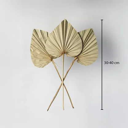 Three natural beige dried palm spear leaves showing a thirty to forty centimeter height measurement on white backdrop.