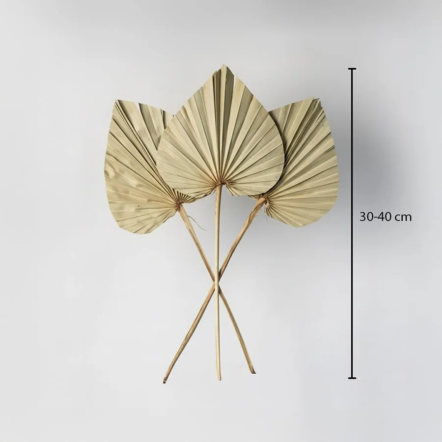 Three natural beige dried palm spear leaves showing a thirty to forty centimeter height measurement on white backdrop.