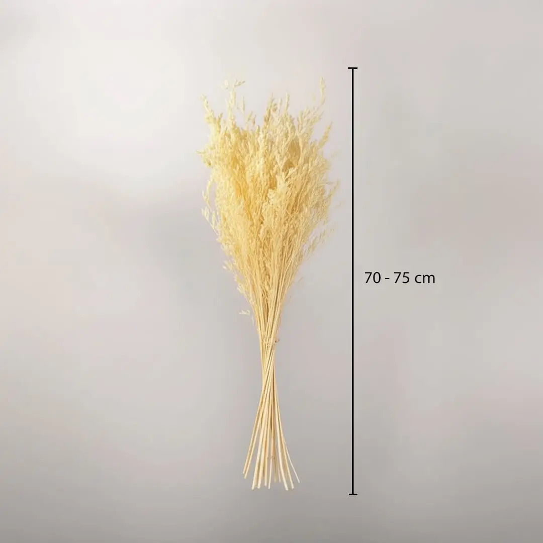 Bright yellow dried ornamental grass stalks bouquet bundle showing a seventy to eighty centimeter height graphic.