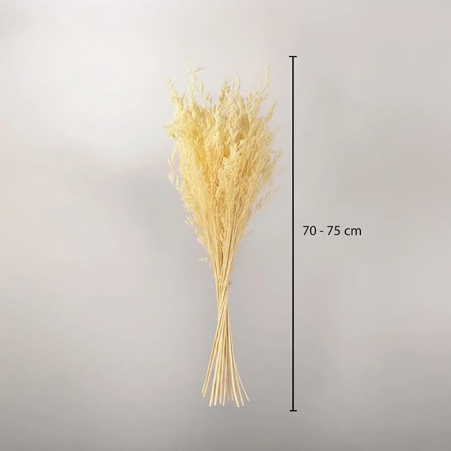 Bright yellow dried ornamental grass stalks bouquet bundle showing a seventy to eighty centimeter height graphic.