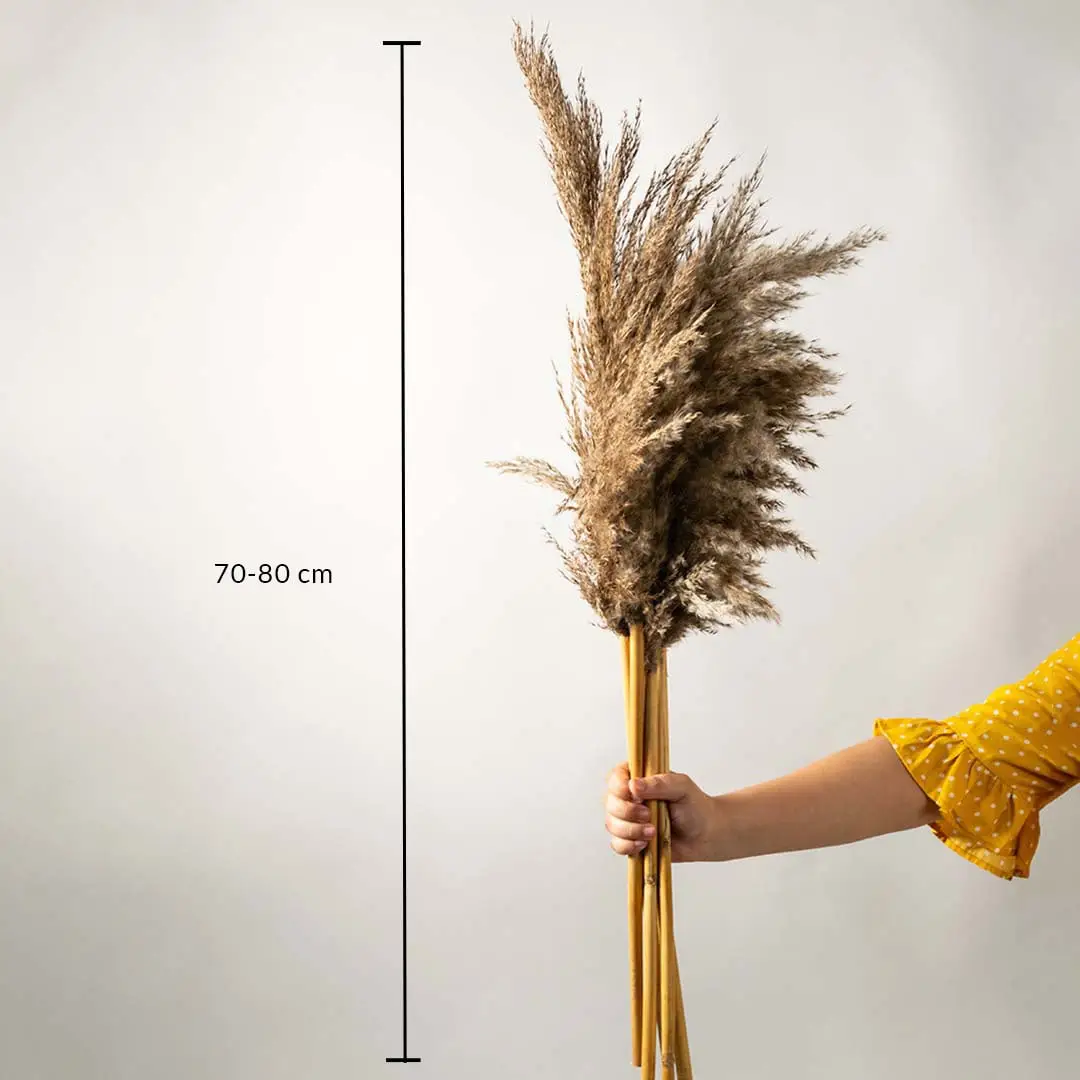 Hand holding a bunch of natural pampas grass stems measuring 70 to 80 cm in length against a neutral background.